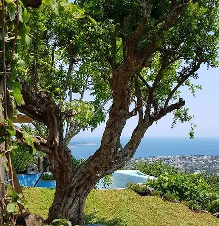 Il Piccolo Zaffiro Verde-blu *